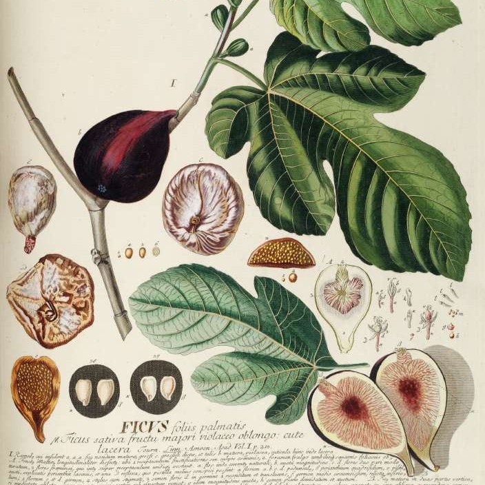ficus_square