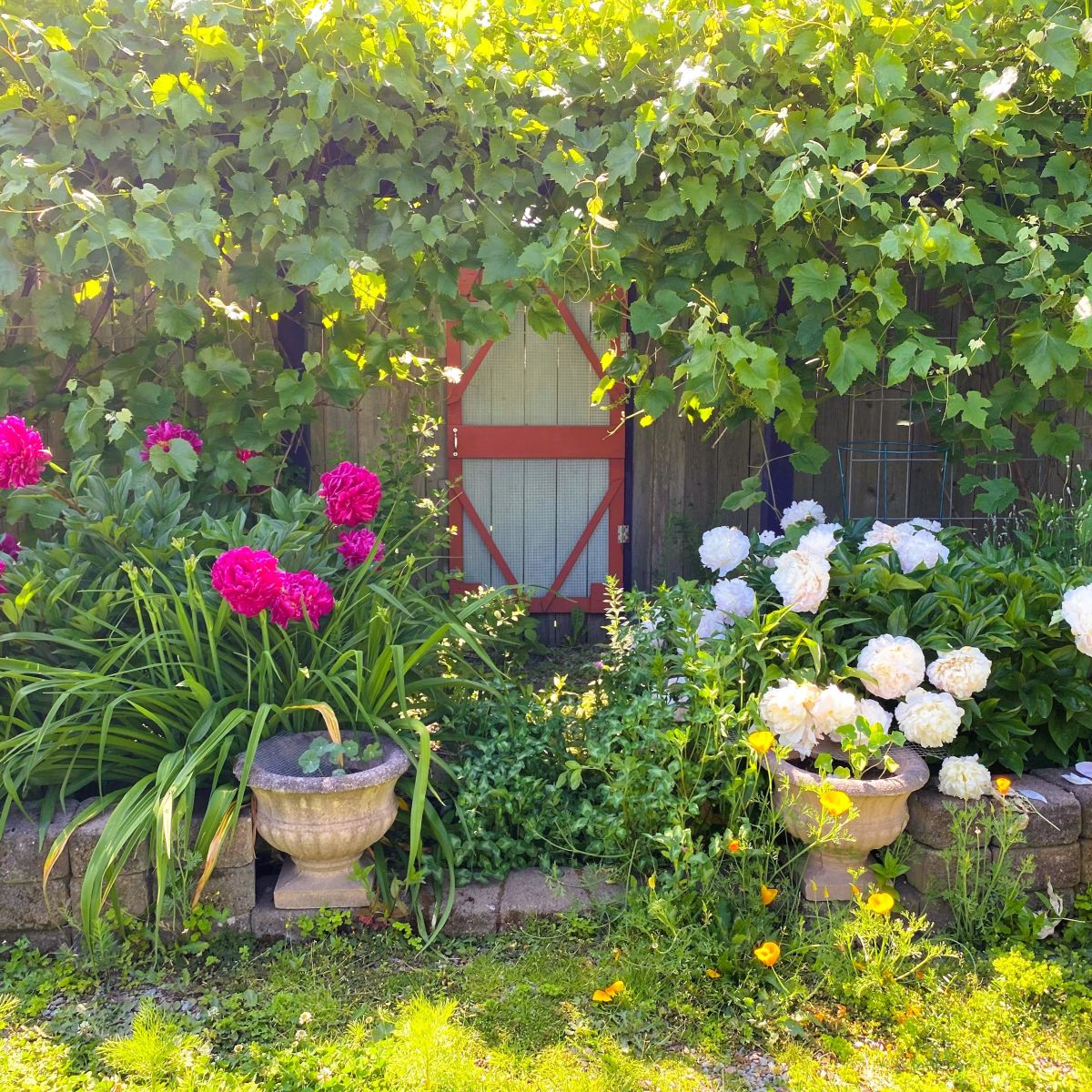 Tea Gardening 101: A DIY Guide to Growing, Harvesting, and Brewing Herbal Tea back square