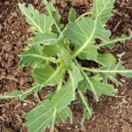 Failing Successfully: Wisdom Grown From the Dirt failure
