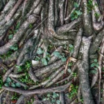 rootbound