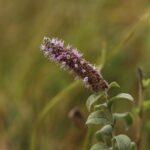 Meditation on a Simple: Agastache (Anise Hyssop) agastache anise hyssop purple flower in a garden