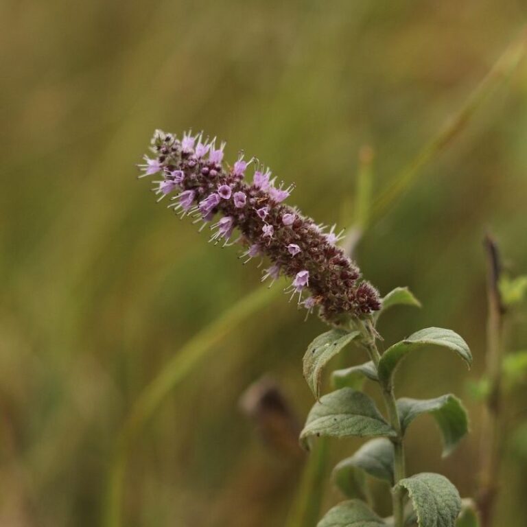 agastache anise hyssop purple flower in a garden