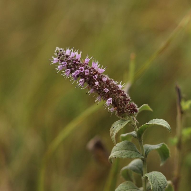 agastache anise hyssop purple flower in a garden