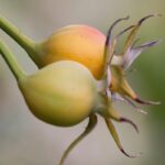 After the Frost: Fall Garden Care and Rose Hip Tea rose hips