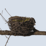 nesting