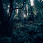 dark woods