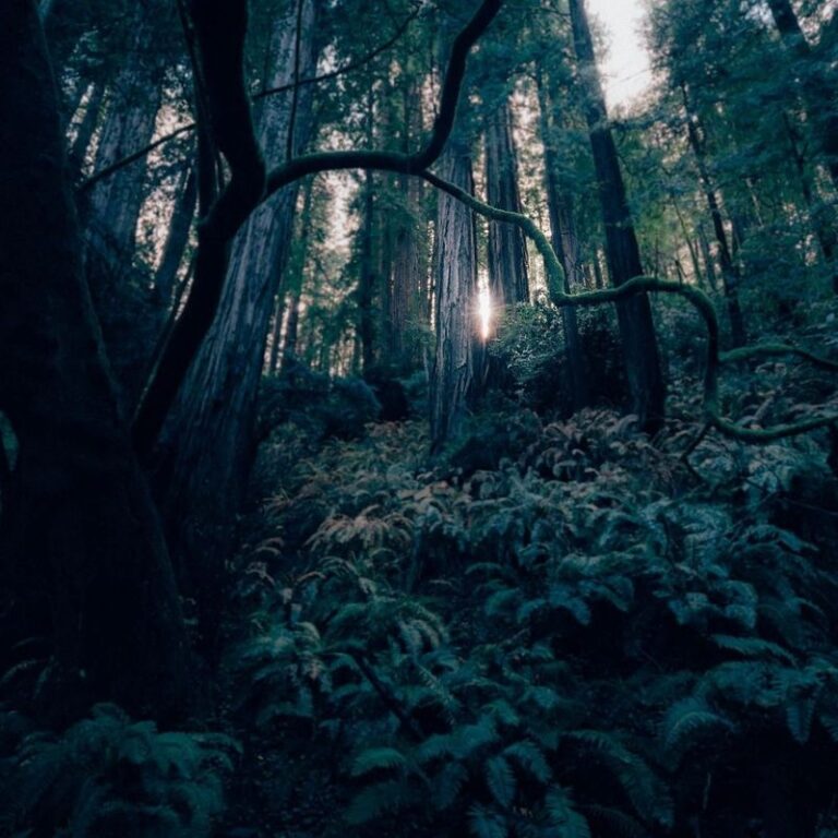 dark woods
