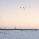 snow geese