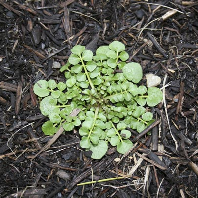 emergent weeds appear in false spring