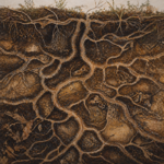 earthworm tunnels